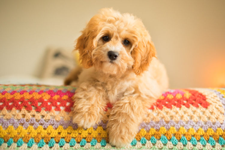 Raggy Dogs Cavoodle Puppies and Stud Services Sydney, NSW