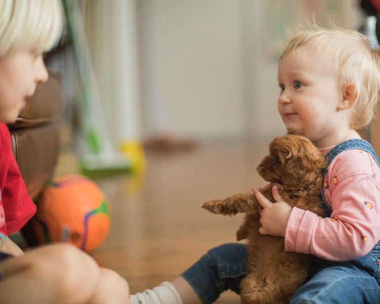 Raggy Dogs Cavoodle Puppies and Stud Services Sydney, NSW