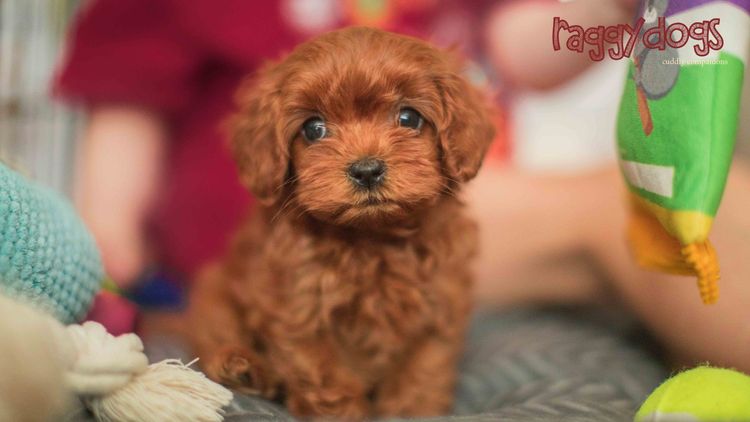 Raggy Dogs Cavoodle Puppies and Stud Services Sydney, NSW