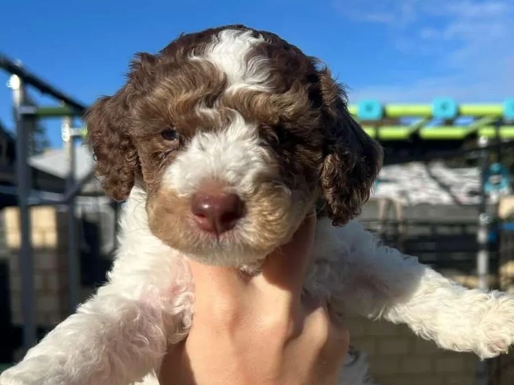 Regal Labradoodles and Oodles
