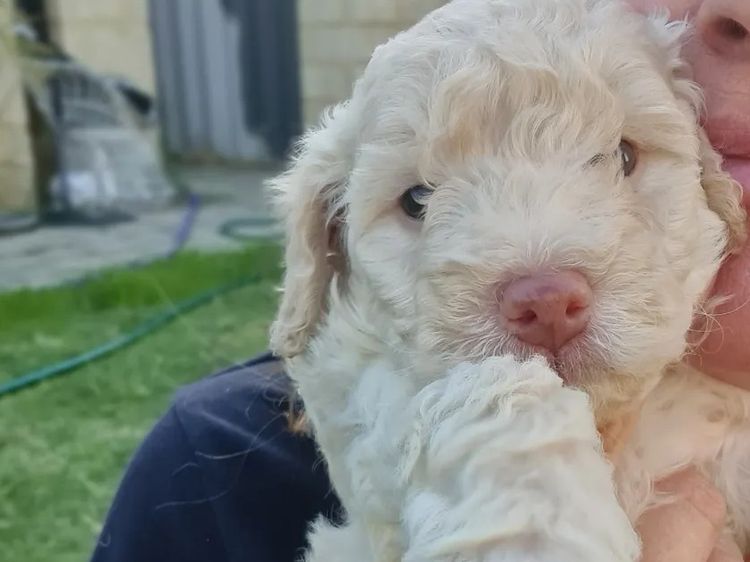 Regal Labradoodles and Oodles