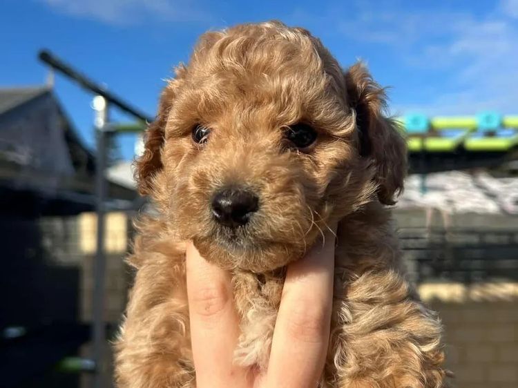 Regal Labradoodles and Oodles