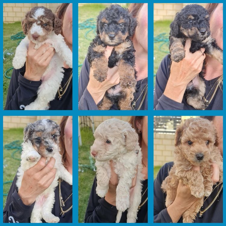 Regal Labradoodles and Oodles
