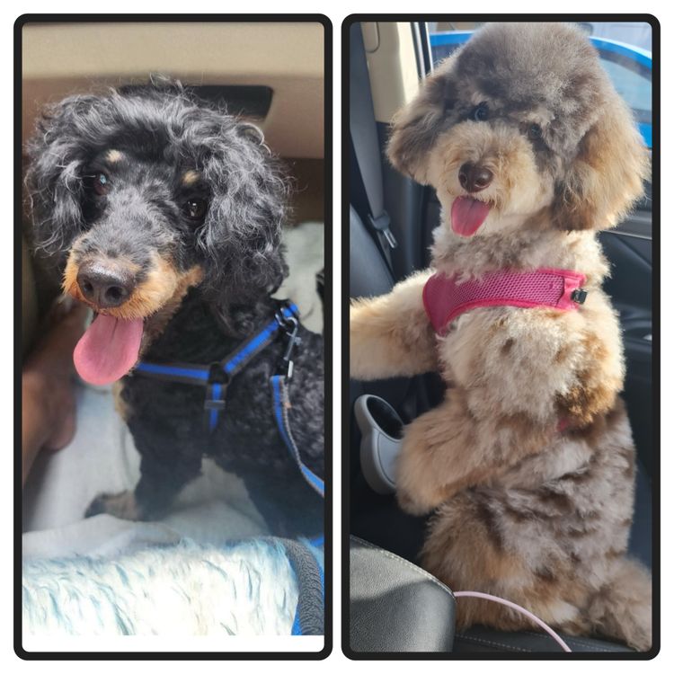 Regal Labradoodles and Oodles