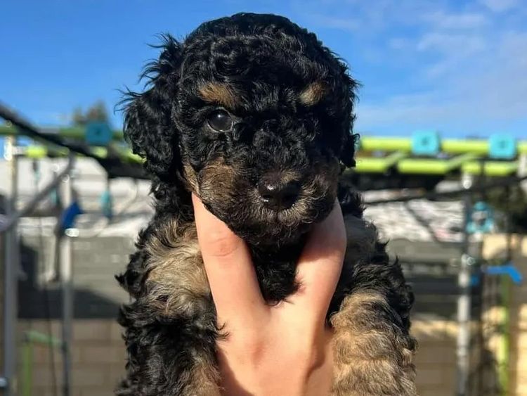 Regal Labradoodles and Oodles