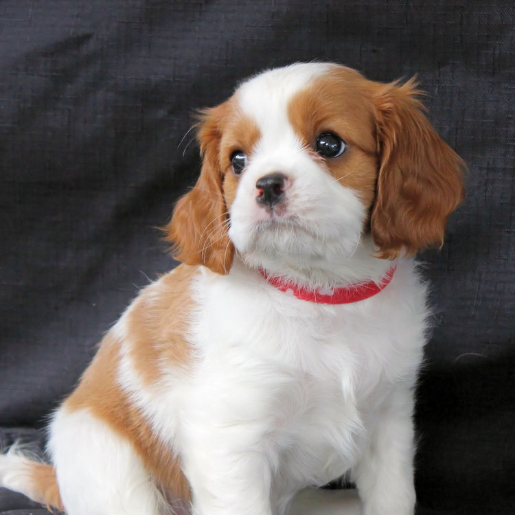 Thorenvale Cavaliers