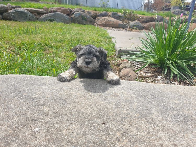 Limarlo Schnauzers
