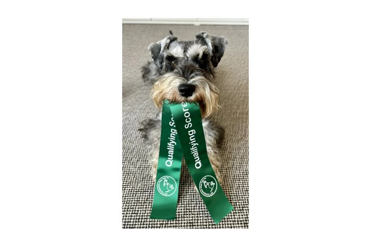 Limarlo Schnauzers