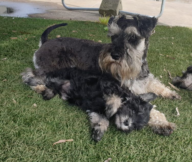 Limarlo Schnauzers