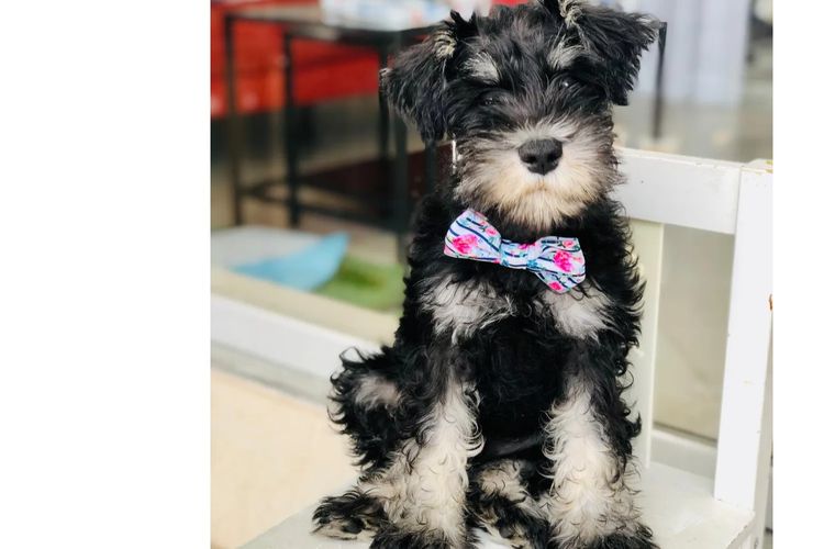 Limarlo Schnauzers