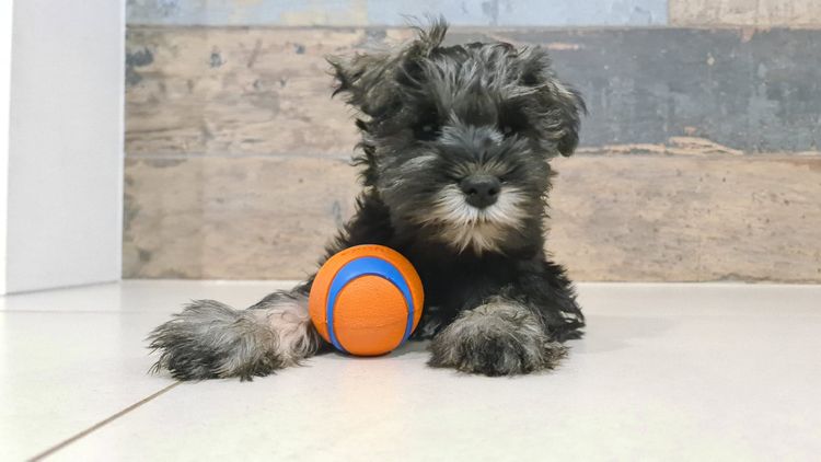Limarlo Schnauzers