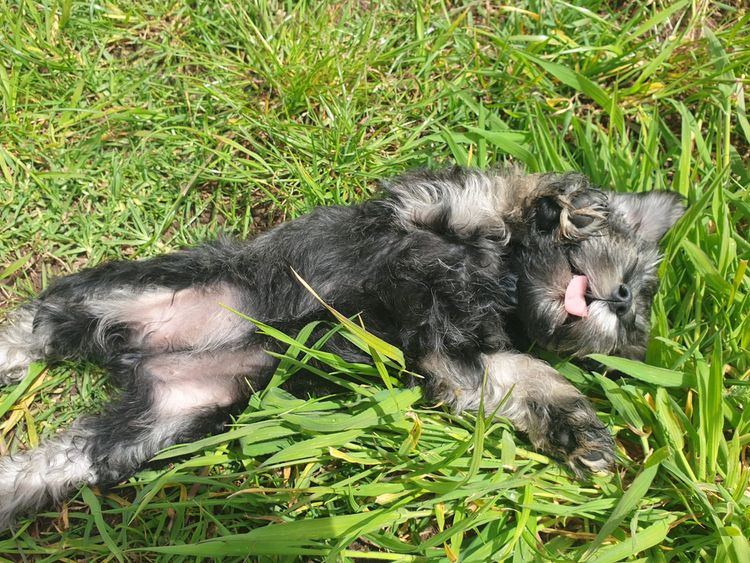 Limarlo Schnauzers