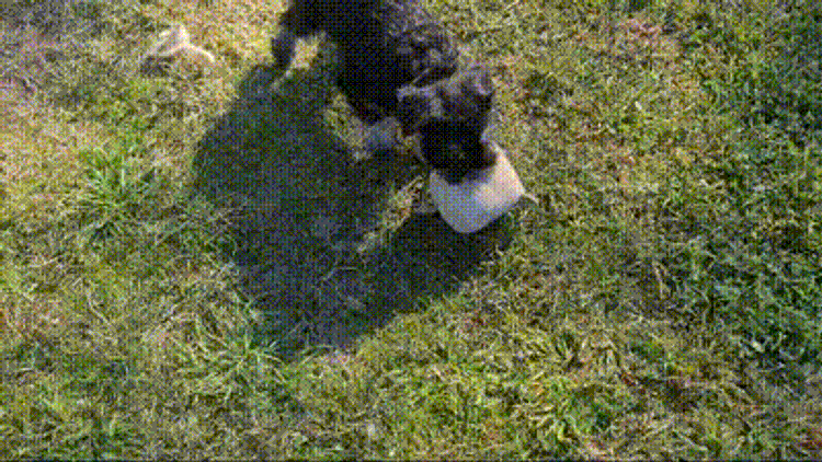 Limarlo Schnauzers