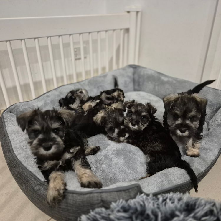 Limarlo Schnauzers