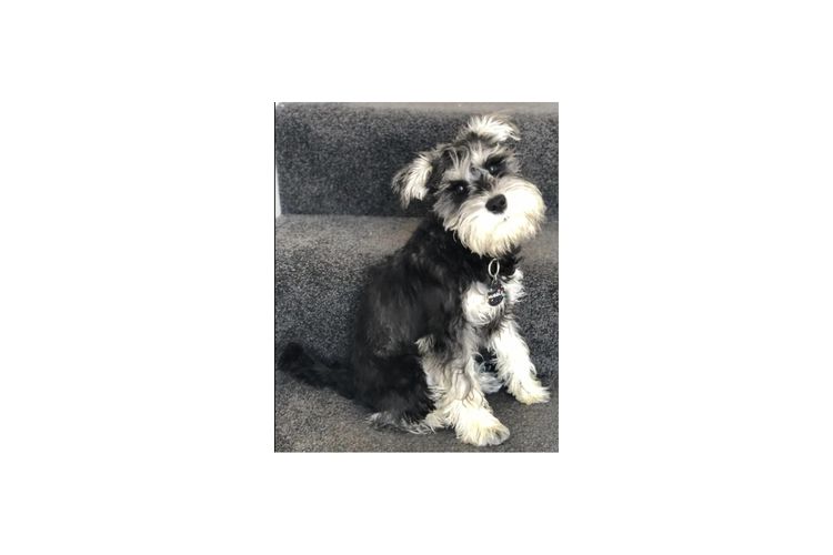 Limarlo Schnauzers