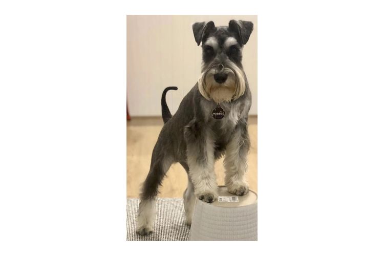 Limarlo Schnauzers