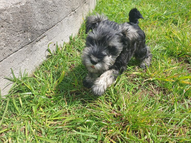 Limarlo Schnauzers