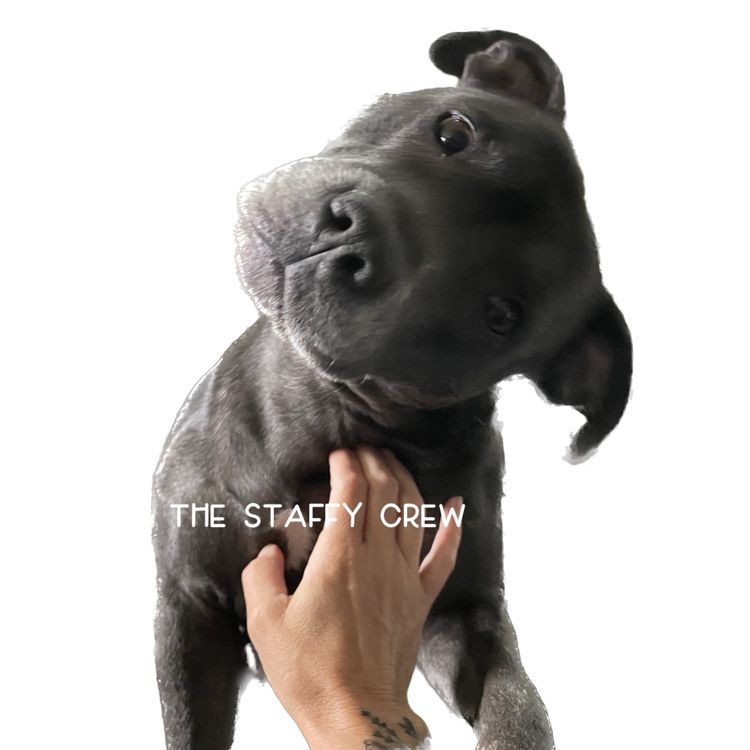 The Staffy Crew