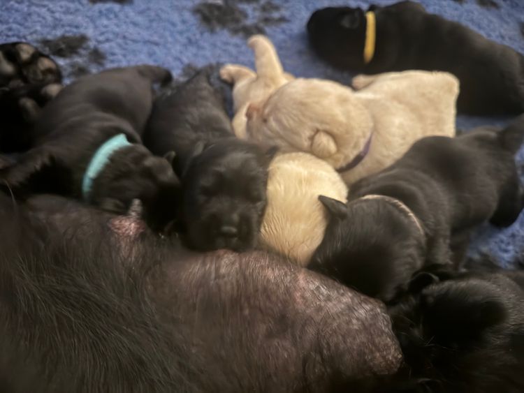 CHAARME LABRADORS ANKC DOGS NSW