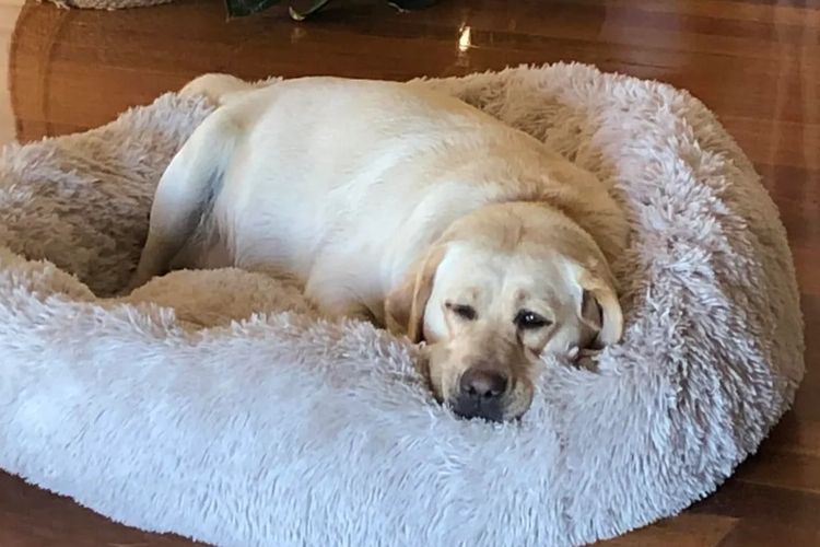 CHAARME LABRADORS ANKC DOGS NSW