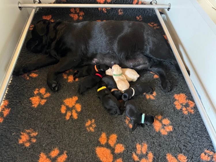 CHAARME LABRADORS ANKC DOGS NSW