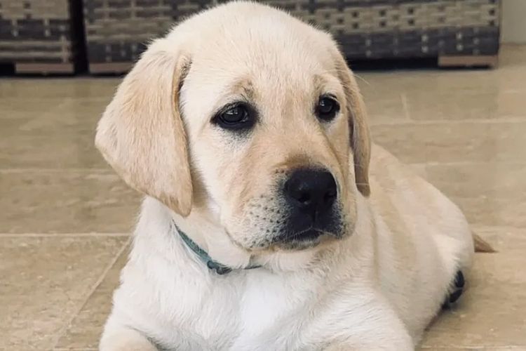 CHAARME LABRADORS ANKC DOGS NSW