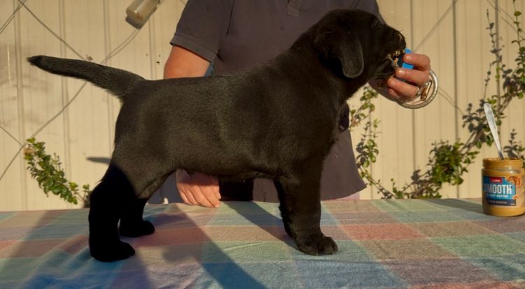 CHAARME LABRADORS ANKC DOGS NSW