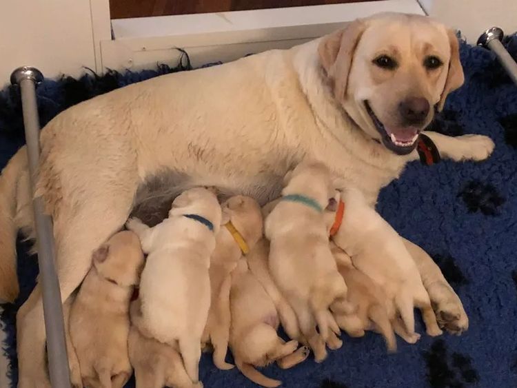 CHAARME LABRADORS ANKC DOGS NSW