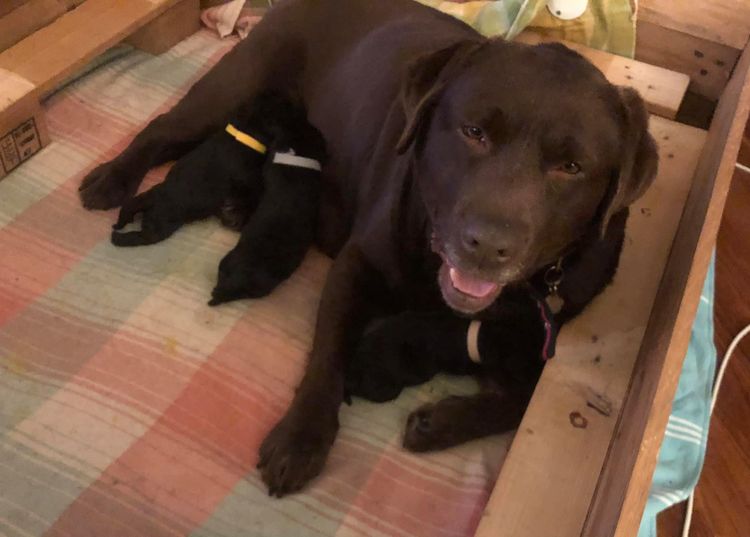 CHAARME LABRADORS ANKC DOGS NSW