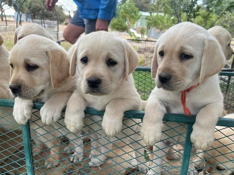 CHAARME LABRADORS ANKC DOGS NSW