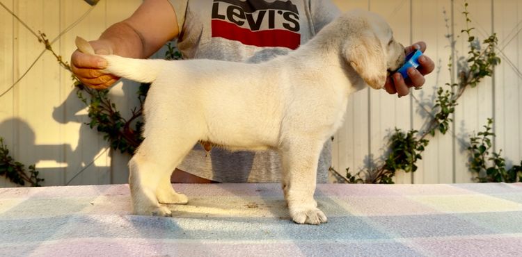 CHAARME LABRADORS ANKC DOGS NSW