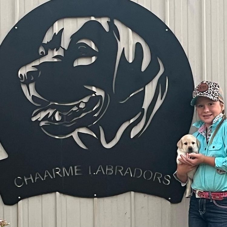 CHAARME LABRADORS ANKC DOGS NSW
