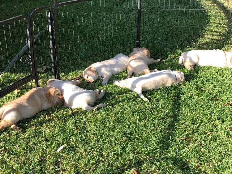 CHAARME LABRADORS ANKC DOGS NSW