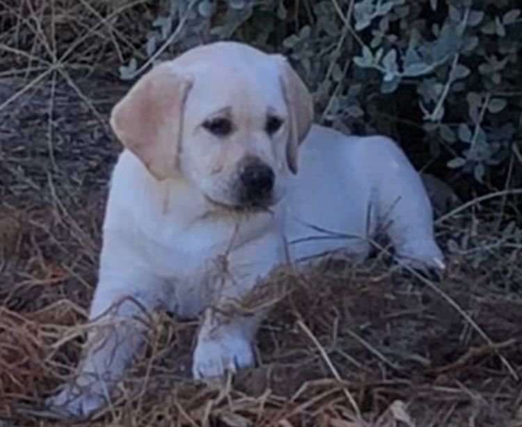 CHAARME LABRADORS ANKC DOGS NSW