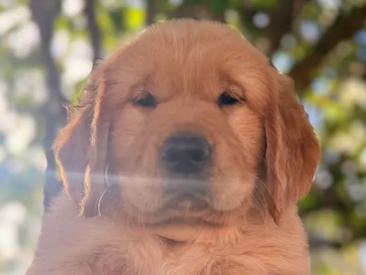 Goldenpatch Golden Retrievers