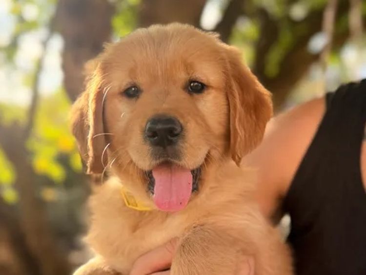 Goldenpatch Golden Retrievers