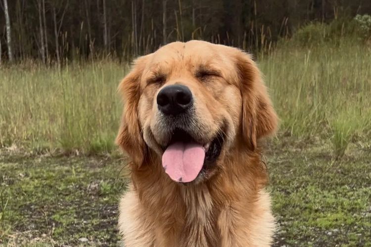 Goldenpatch Golden Retrievers