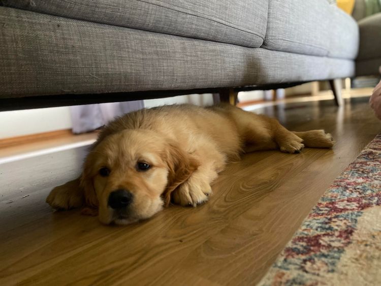 Goldenpatch Golden Retrievers