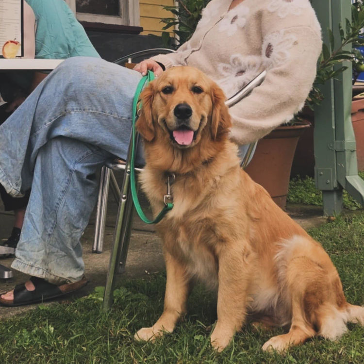 Goldenpatch Golden Retrievers