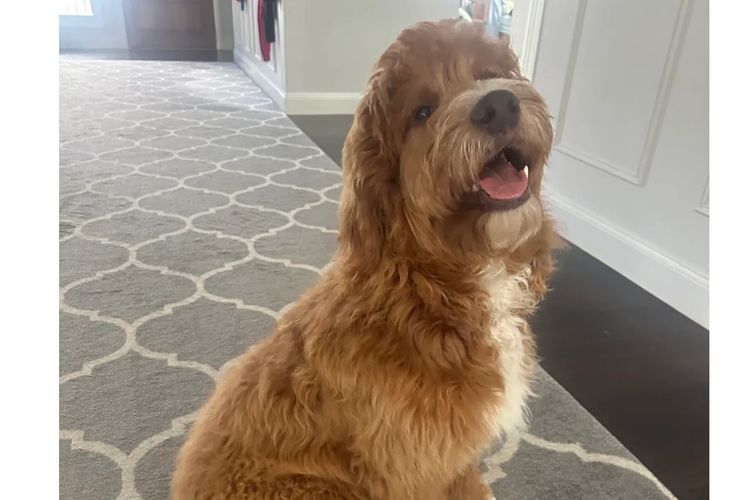 Iris Oodles - Bordoodles