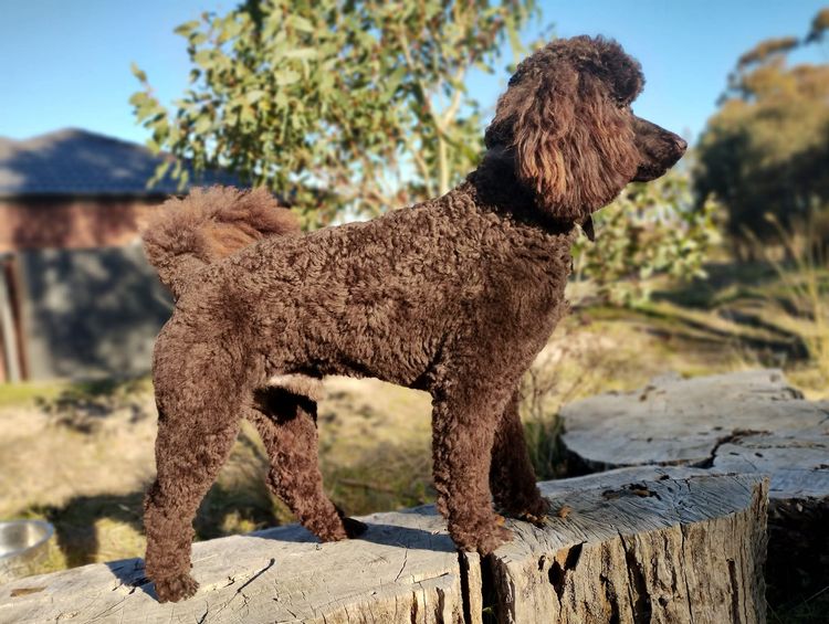 Bella's Tiny Paws - Miniature Poodles
