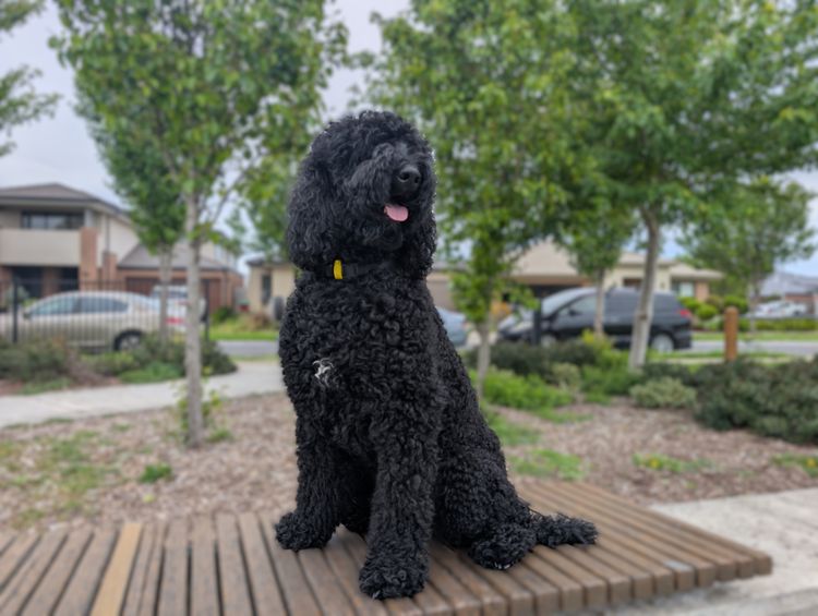 Bella's Tiny Paws - Miniature Poodles