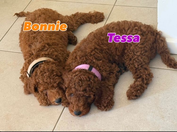 Poodlebliss Australia 🇦🇺