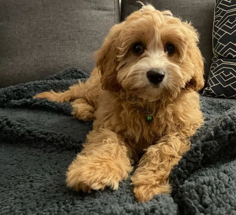 Sydney Cavaliers N Cavoodles - Cavoodles