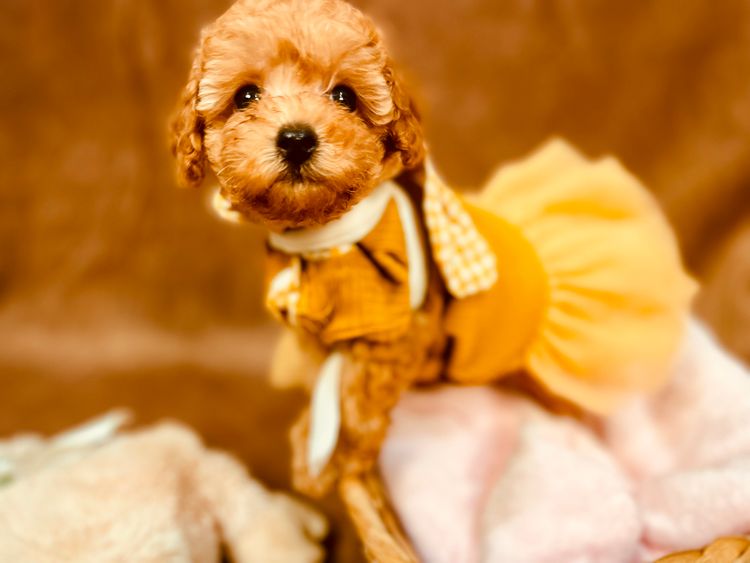 Puppy Star Toy Poodles