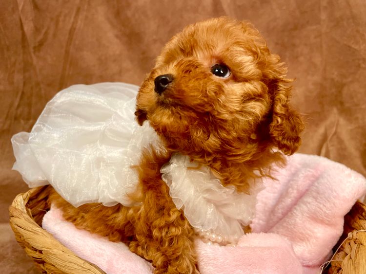 Puppy Star Toy Poodles