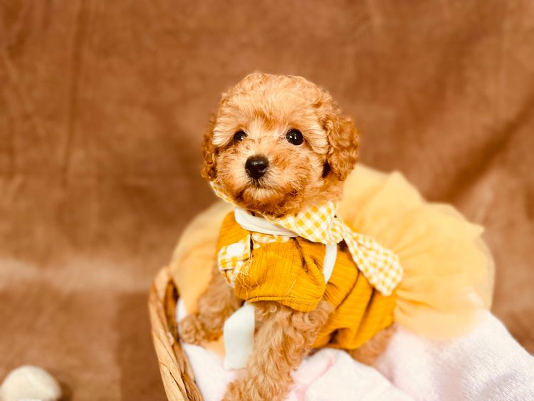 Puppy Star Toy Poodles