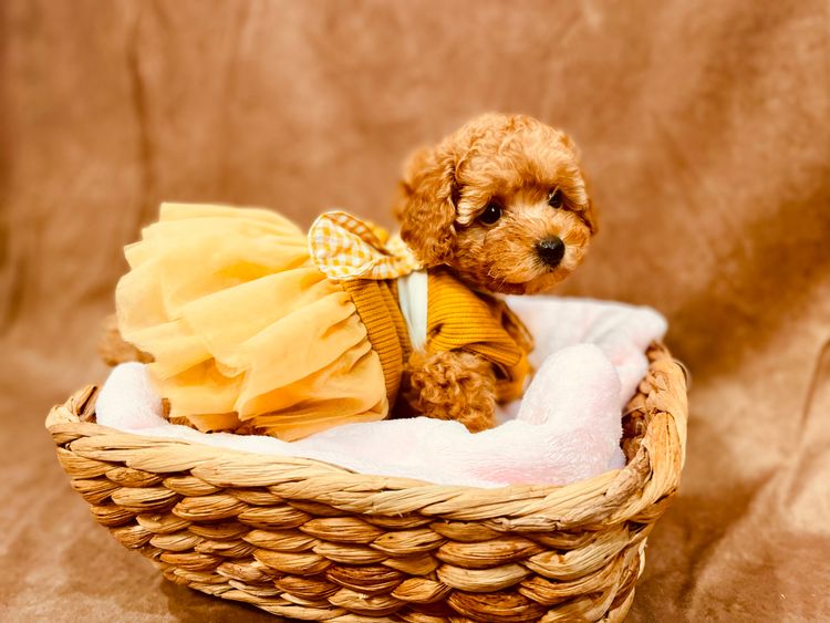 Puppy Star Toy Poodles