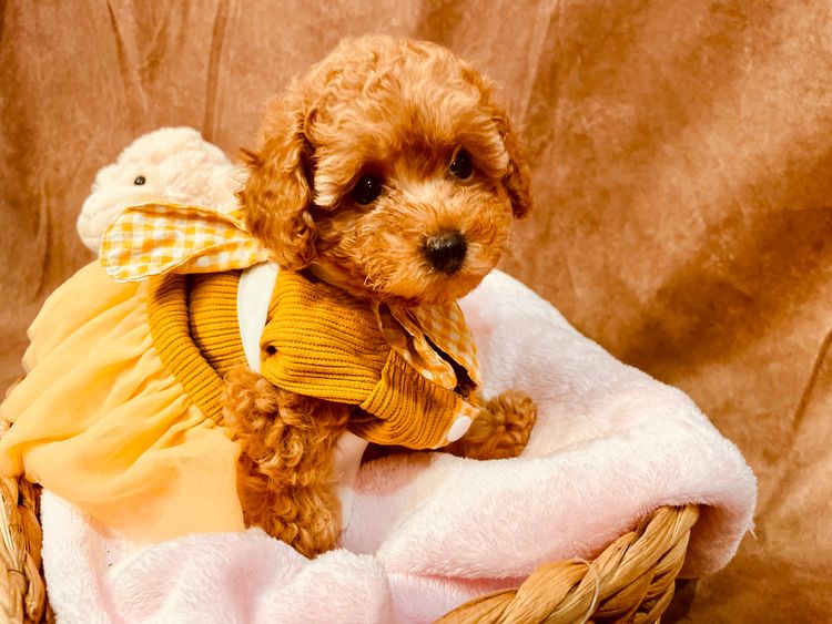 Puppy Star Toy Poodles
