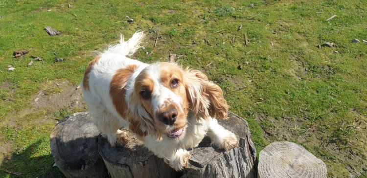 Cookielover Purebred Cocker Spaniels